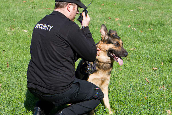 k9 Detection