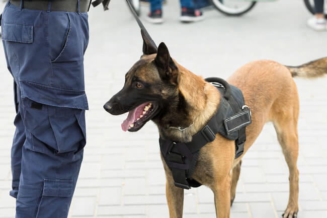 K9 Detection Services